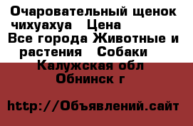 Очаровательный щенок чихуахуа › Цена ­ 40 000 - Все города Животные и растения » Собаки   . Калужская обл.,Обнинск г.